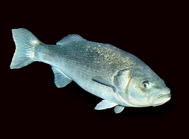 Sea bass